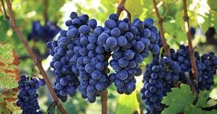 Sangiovese grapes on the vine, Emilia-Romagna